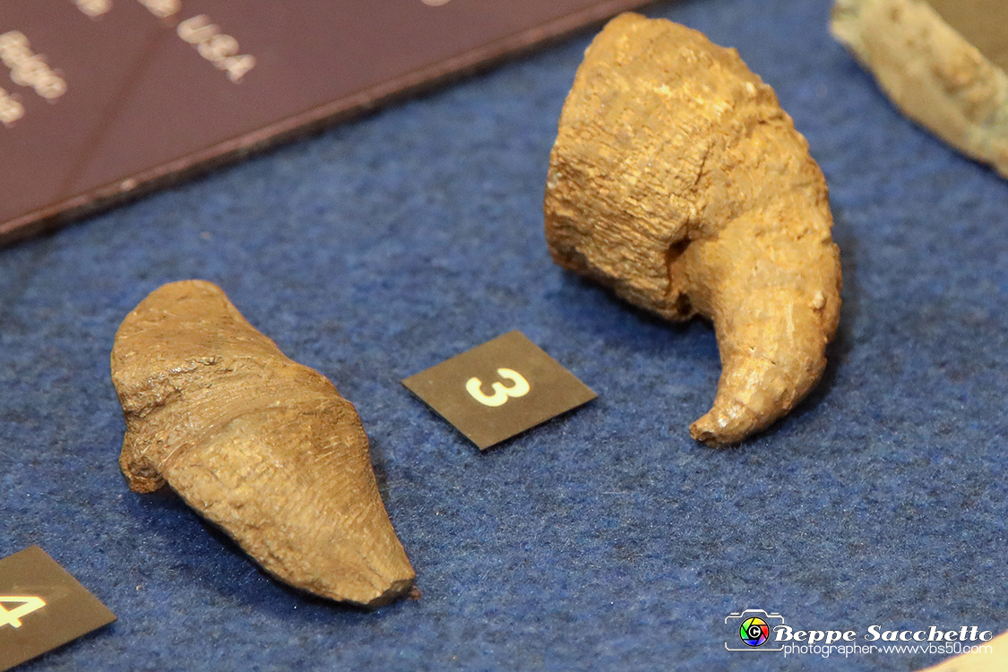 VBS_9040 - Museo Paleontologico - Asti.jpg